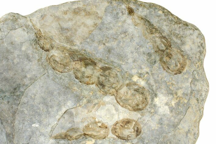 Enormous, Dinosaur (Grallator) Track - Negative Impression #366866